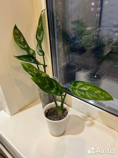 Растение аглаонема мария