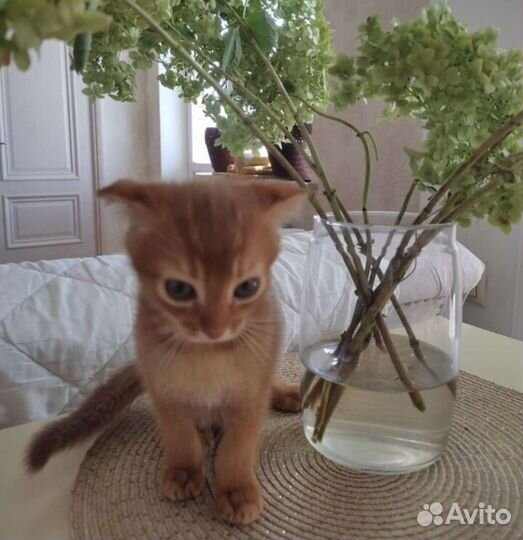 Котик