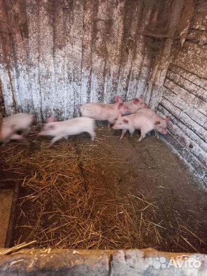 Поросята