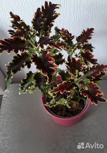 Комнатные цветы