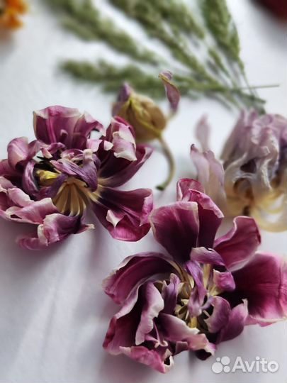 Сухоцветы для творчества