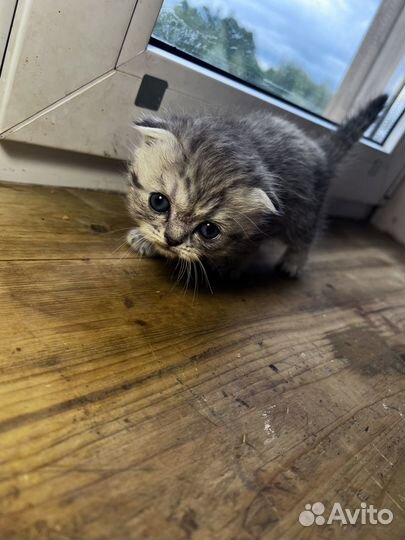 Кошка в дар бесплатно