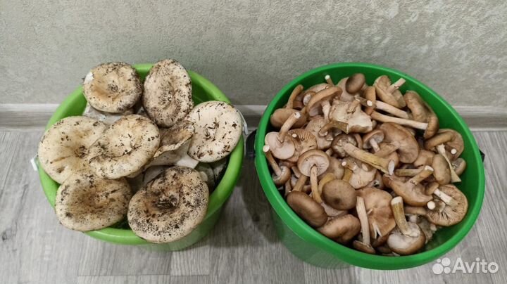 Грибы опята