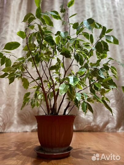 Фикус бенджамина пестролистный