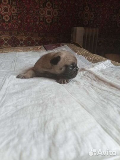 Щенок французский бульдог