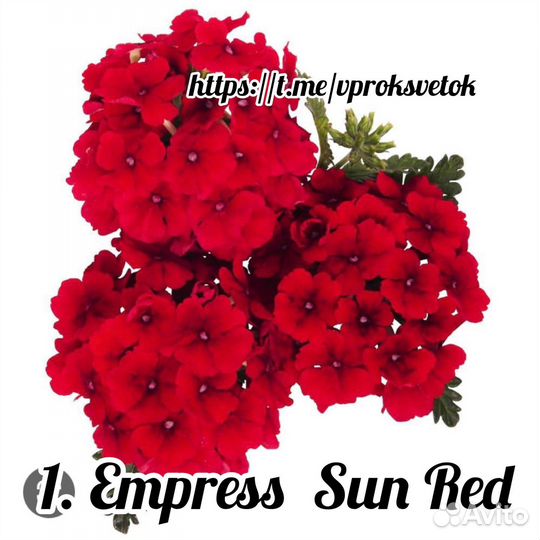 Цветы вегетативные