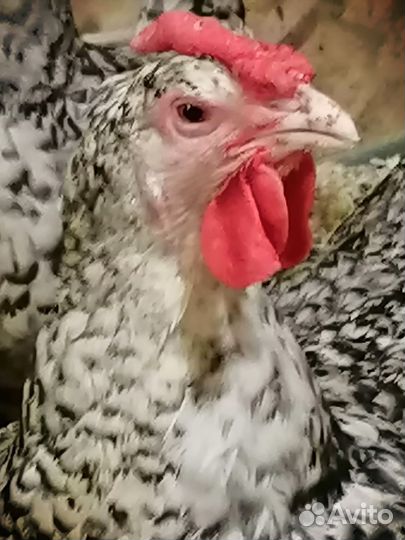 Инкубационное яйцо Пушкинских