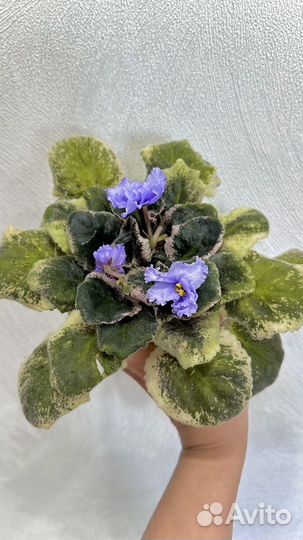 Фиалки Сортовые