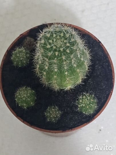 Кактус эхинопсис с розовыми цветами