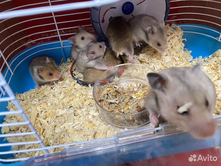 Сирийские хомячки