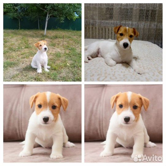 Вязка Джек-рассел