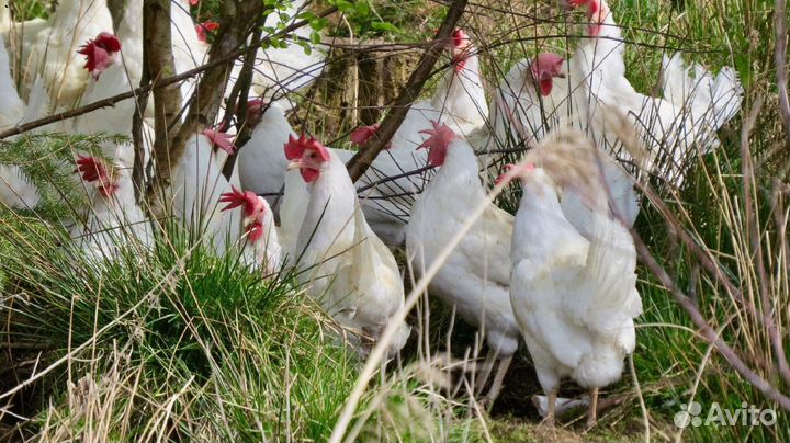 Кура несушка