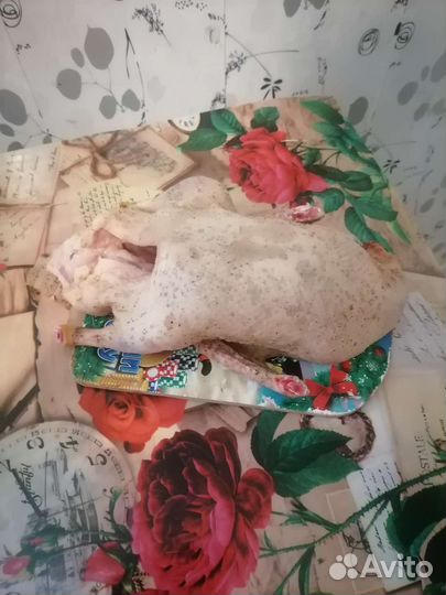 Утка домашняя мясо