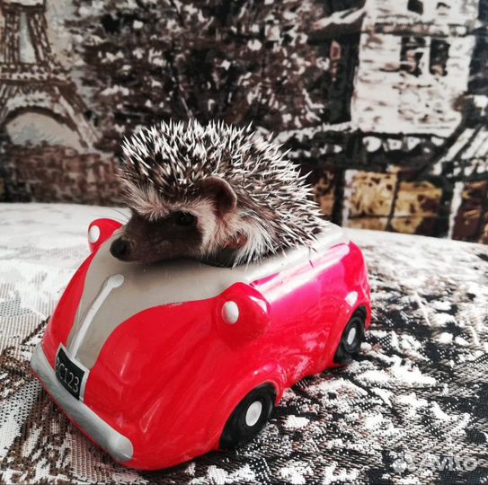 Карликовый африканский еженок