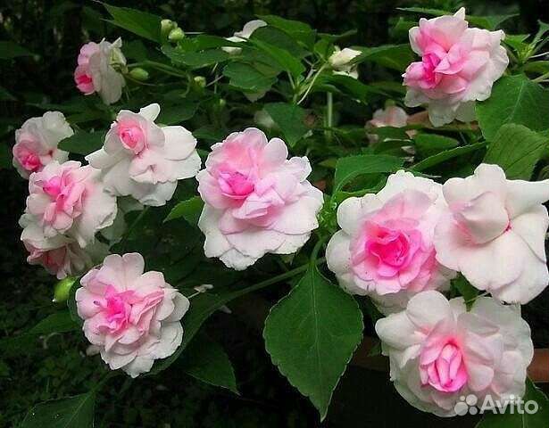 Бальзамин Apple Blossom