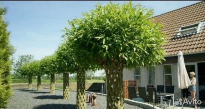 Плетённые Деревья, Русская пальма, ивы