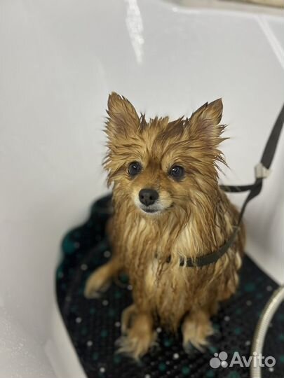 Груминг собак и кошек