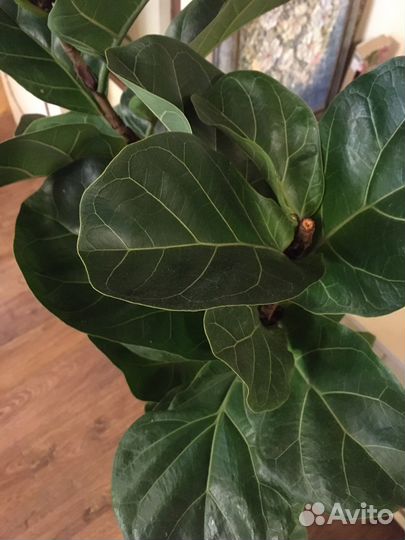 Фикус лировидный