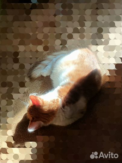Котёнок Сёма :)