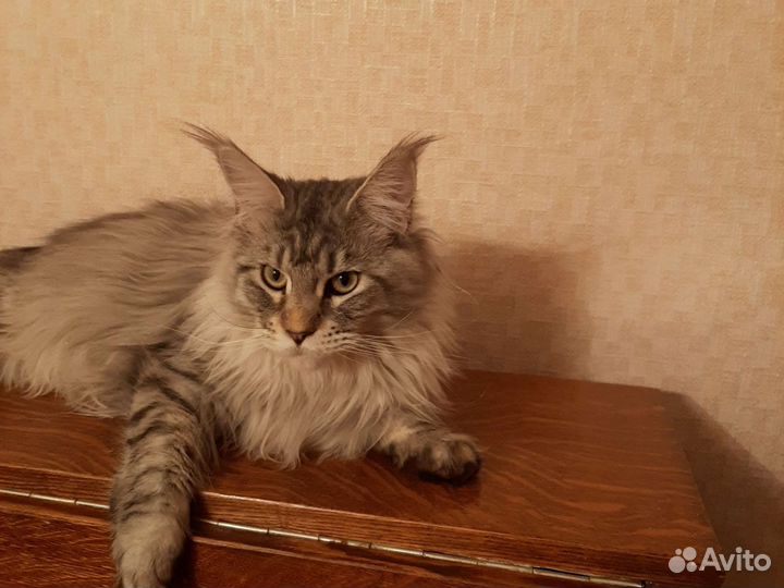 Ищем котика для вязки