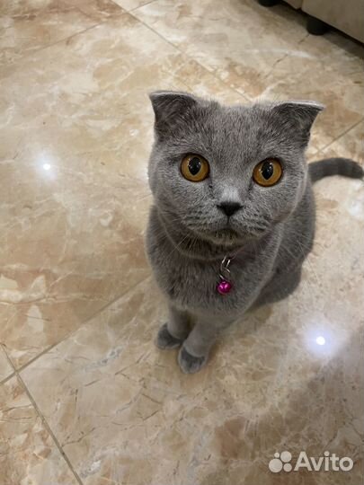 Британские котята