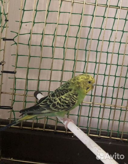 Волнистый попугай самка