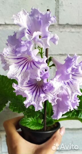 Стрептокарпусы в сине-голубых оттенках