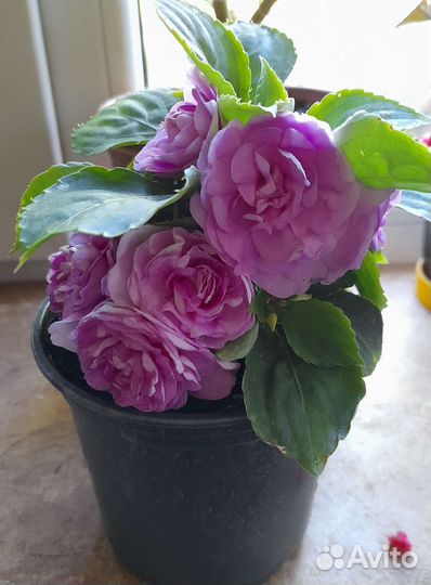 Бальзамин махровый