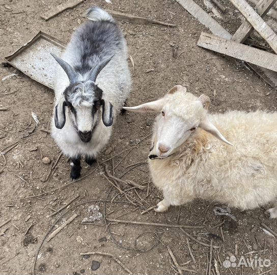 Козлик и козочка (4мес. и 9мес.)