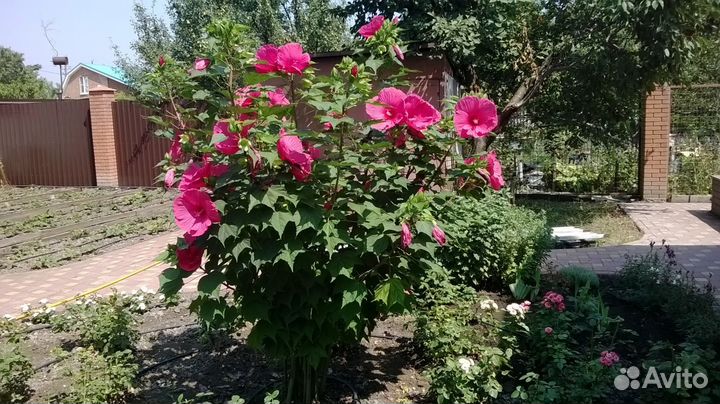 Гибискус травянистый малиновый, сорт 