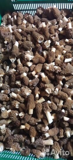 Грибы свежие сморчки