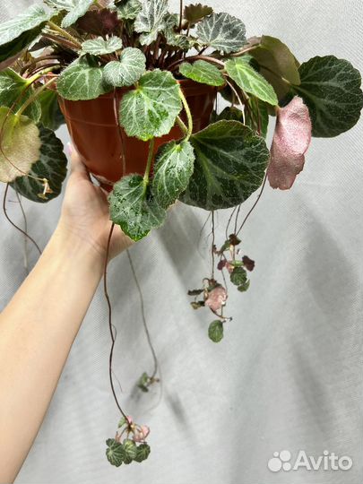 Комнатные цветы