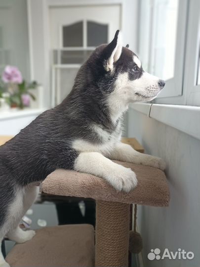 Щенок хаски