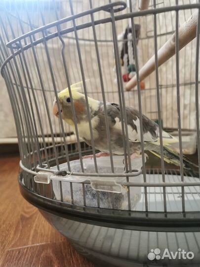 Попугай корелла с клеткой