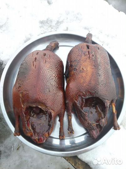 Гуси (дикие) гуменник