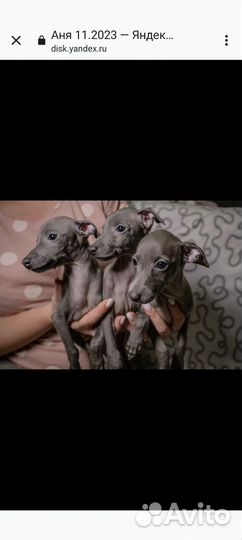 Щенки левретки