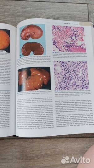 Справочник по ветеринарии инфекционные болезни