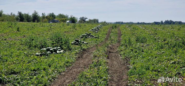 Семена арбуза Конго