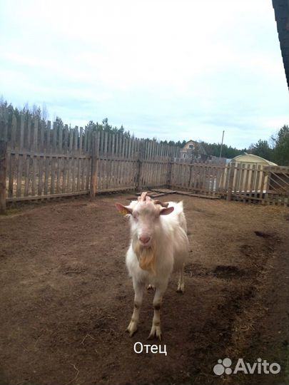 Зааненские козы племенные