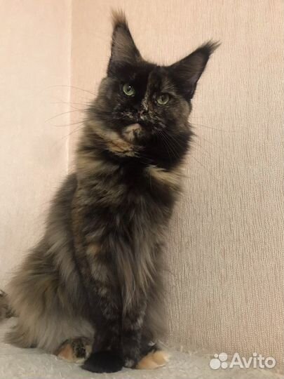 В добрые руки кошечка мейнкун