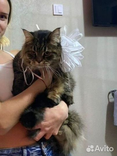 Сибирские котята