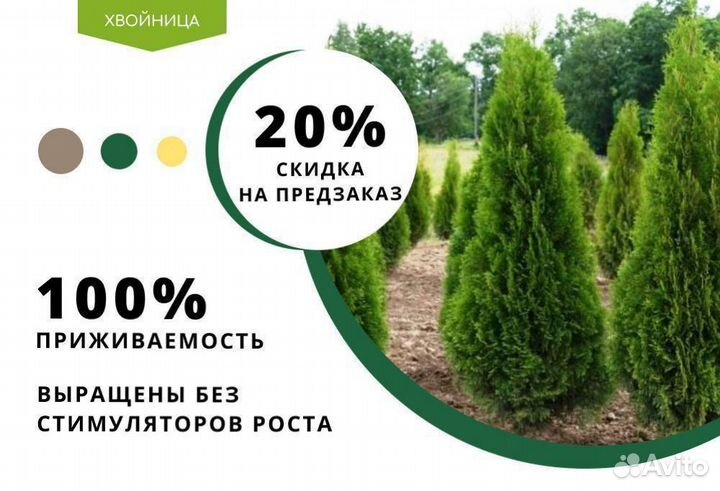 Туя Колумна