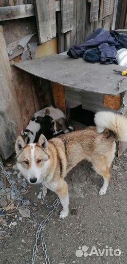 Отдам бесплатно щенят в хорошие руки