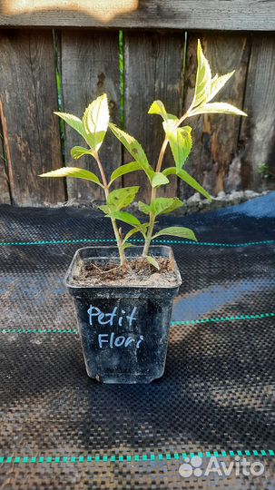Гортензия Petite Flori