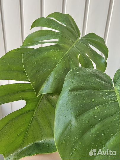 Монстера ростки с корневой