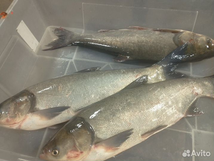 Свежая рыба, раки