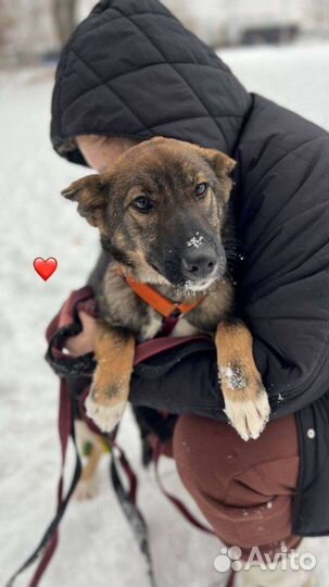 Щенок Тиша ищет маму