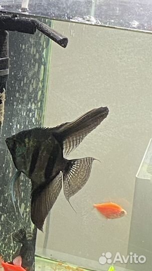 Скалярия пиной