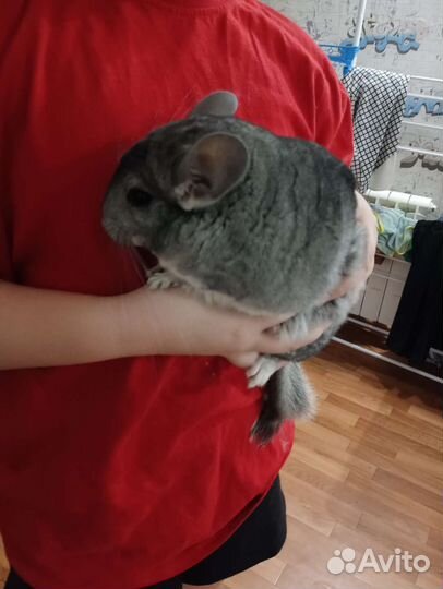 Шиншилла