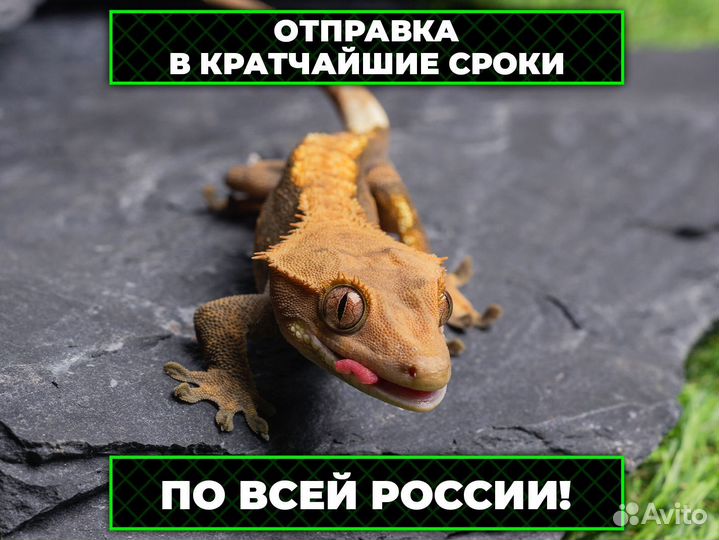 Бананоед